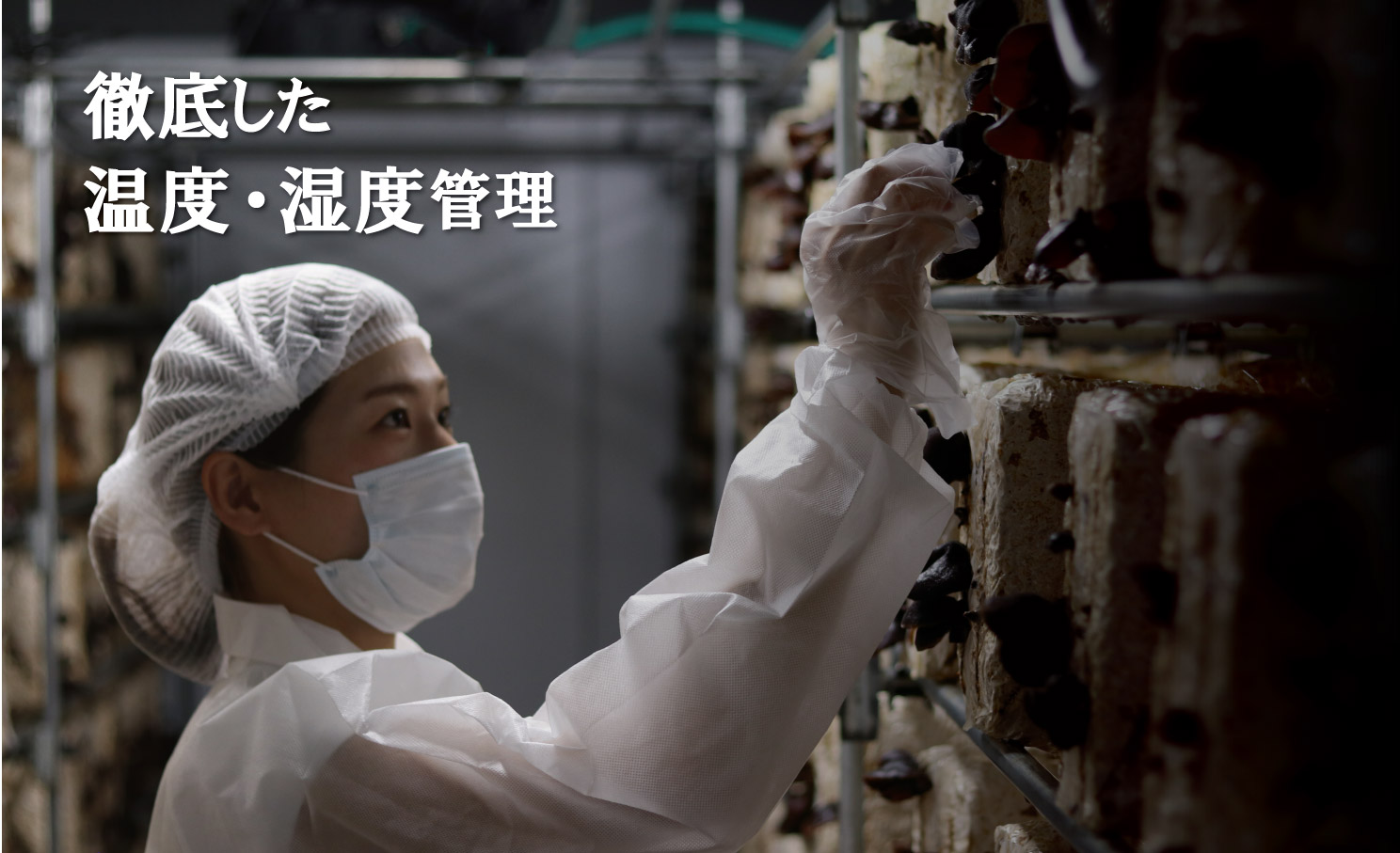 ＼"訳アリ”／鹿児島県産天日干し乾燥きくらげ 合計410g 国産 訳あり 訳アリ 業務用 乾燥きくらげ 野菜 きのこ 健康 食物繊維 低カロリー エムズ わか農園 サラダ みそ汁 スープ 炒め物 煮物 和え物 鹿児島県 薩摩川内市 送料無料 ASR-4105