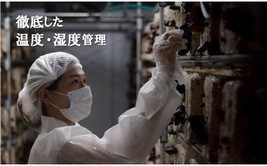 ＼"訳アリ”／鹿児島県産天日干し乾燥きくらげ 合計650g 国産 訳あり 訳アリ 業務用 乾燥きくらげ 野菜 きのこ 健康 食物繊維 低カロリー エムズ わか農園 サラダ みそ汁 スープ 炒め物 煮物 和え物 鹿児島県 薩摩川内市 送料無料 BS-862