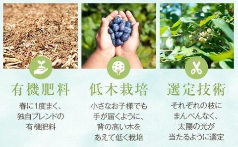 BS-019 【数量限定】ブルーベリーコンポート840g（140g×6本） (B-28)