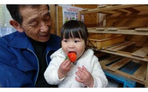 BS-330【季節限定】鹿児島県産いちご（さつまおとめ） 1.8kg（約450g×4トレー） 【1月～4月順次発送】