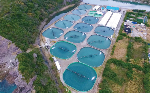 AS-073 薩摩プレミアム 車海老カレー 2箱セット