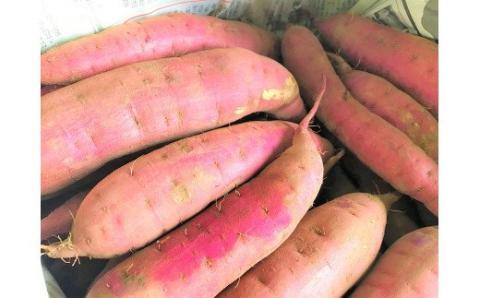 AS-422 【2026年明け発送】【農家直送】ママたちの想いをギュッ！薩摩で育てたさつまいも（紅はるか）洗い10ｋｇ 中大サイズ混合