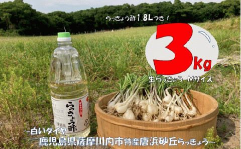 AS-524 【先行予約】唐浜砂丘らっきょう（生）Mサイズ 3㎏ ＋ らっきょう酢 1.8L 唐浜 砂丘 らっきょう ラッキョウ