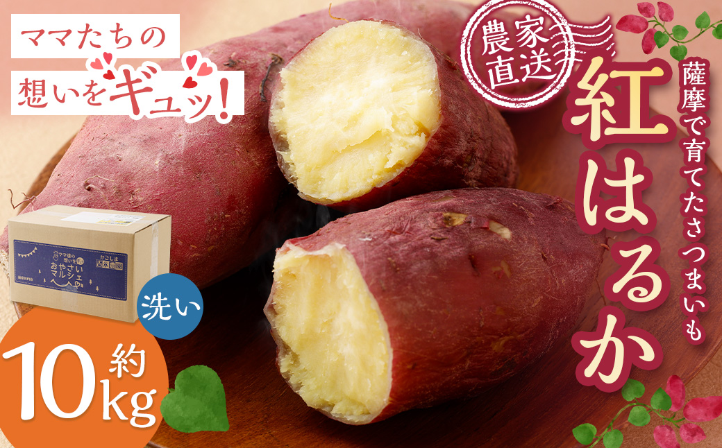 AS-422 【2026年明け発送】【農家直送】ママたちの想いをギュッ！薩摩で育てたさつまいも（紅はるか）洗い10ｋｇ 中大サイズ混合