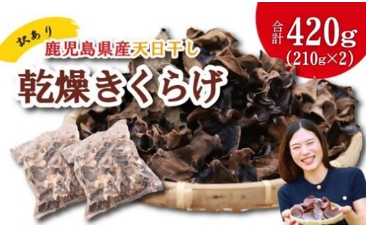  ＼"訳アリ”／鹿児島県産天日干し乾燥きくらげ 合計420g 国産 訳あり 訳アリ 業務用 乾燥きくらげ 野菜 きのこ 健康 食物繊維 低カロリー エムズ わか農園 サラダ みそ汁 スープ 炒め物 煮物 和え物 鹿児島県 薩摩川内市 送料無料 AS-9109