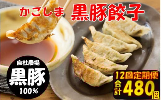 JS-110 【12回定期便】かごしま黒豚餃子 合計480個