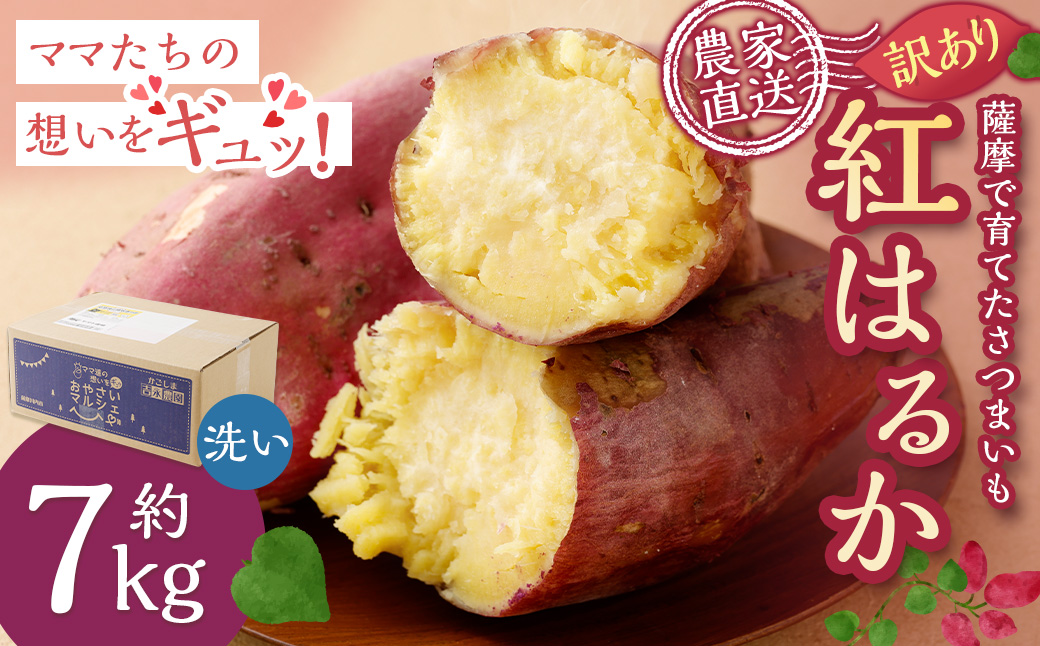 ZS-923 【訳あり】【農家直送】2026年明け発送 ママたちの想いをギュッ！薩摩で育てたさつまいも（紅はるか）洗い 規格外 7kg