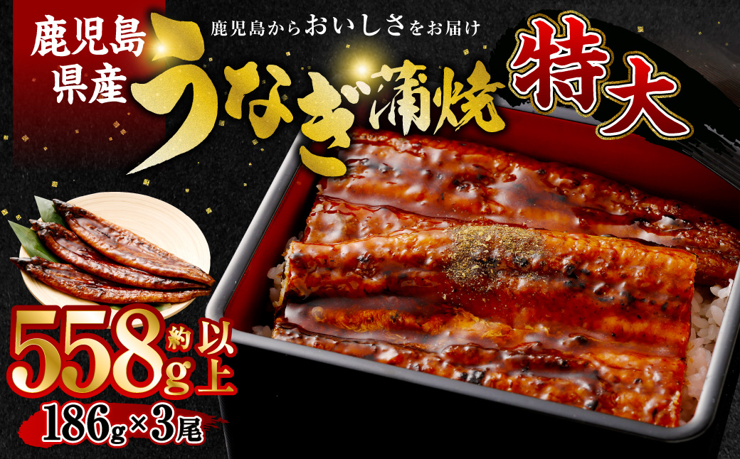 【数量限定！】鹿児島県産 特大サイズ うなぎ蒲焼 3尾 合計558g以上