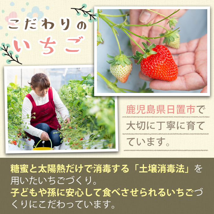 No.684 ＜数量限定＞鹿児島県産いちごで作った苺シュガー(計