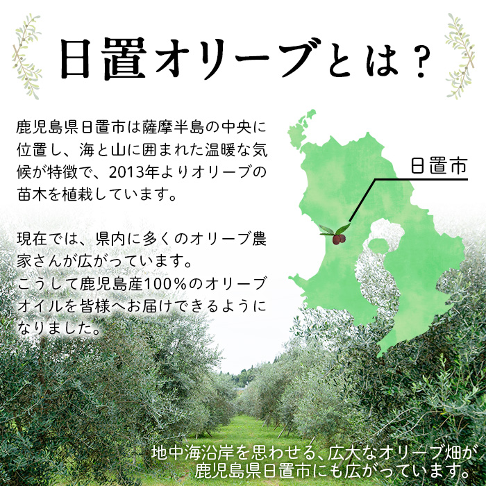 No.1253 ＜数量限定＞オリーブの苗(1本)鹿児島県産 苗 観葉植