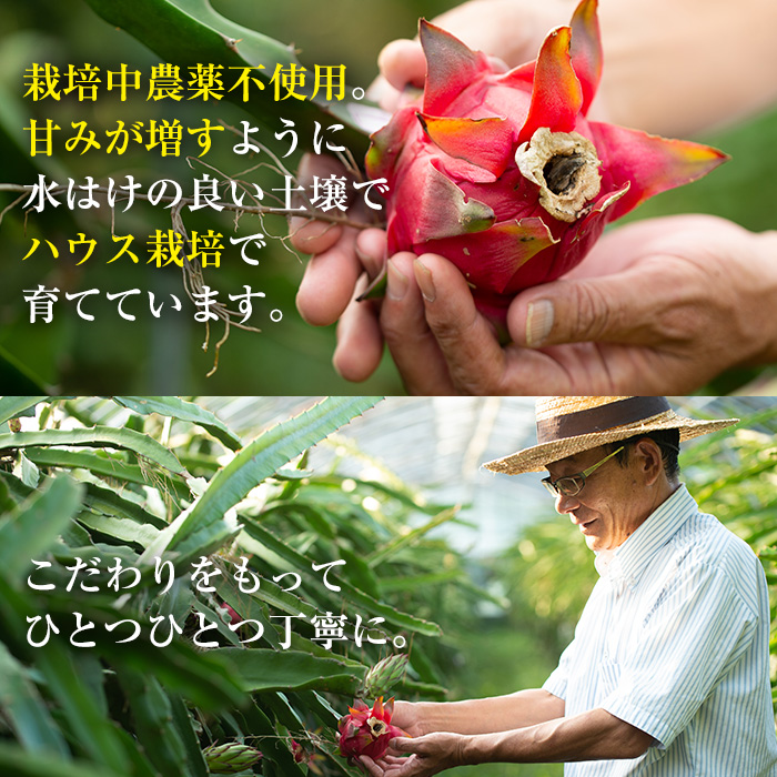 No.1145 《数量・期間限定》鹿児島県産！ドラゴンフルーツ(1.