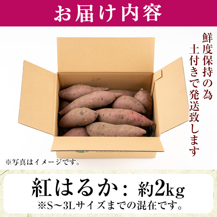 No.560-C ＜訳あり・不揃い＞鹿児島県日置市産さつまいも！