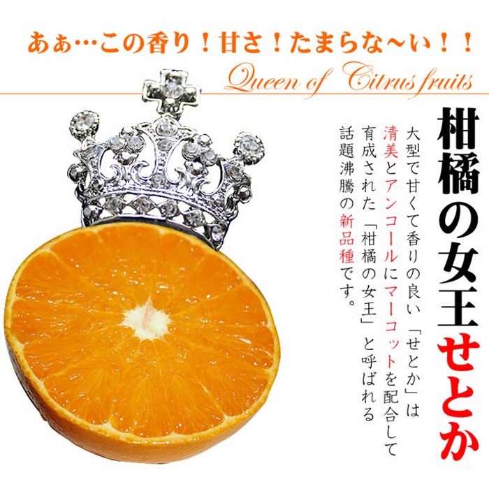 No.211 ＜先行予約受付中！2026年2月下旬～3月下旬までの間に