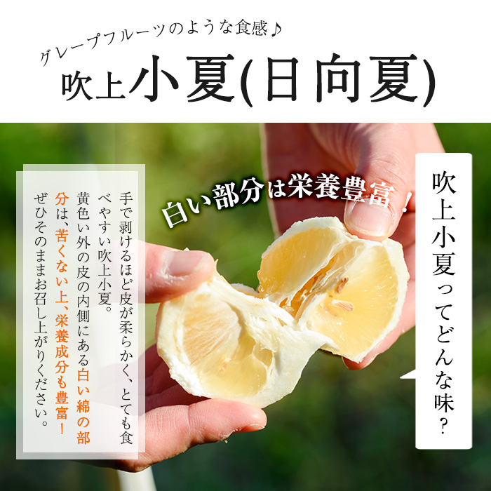 No. 221 ＜先行予約受付中！3月下旬～5月上旬までの間に発送