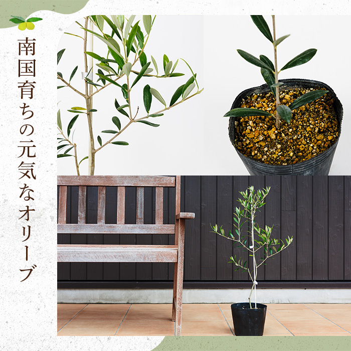 No.1253 ＜数量限定＞オリーブの苗(1本)鹿児島県産 苗 観葉植
