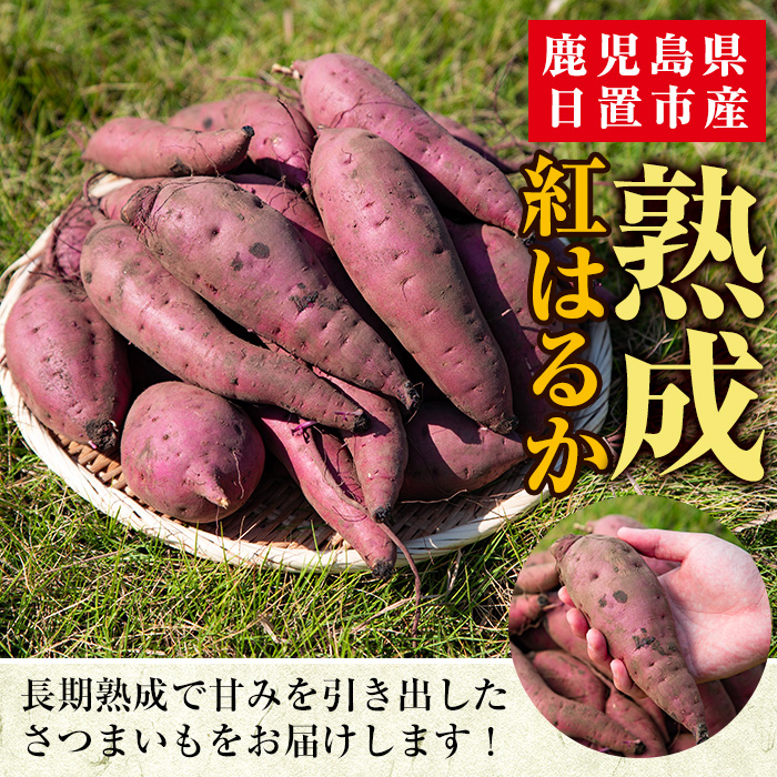No.560-A ＜訳あり・不揃い＞鹿児島県日置市産さつまいも！