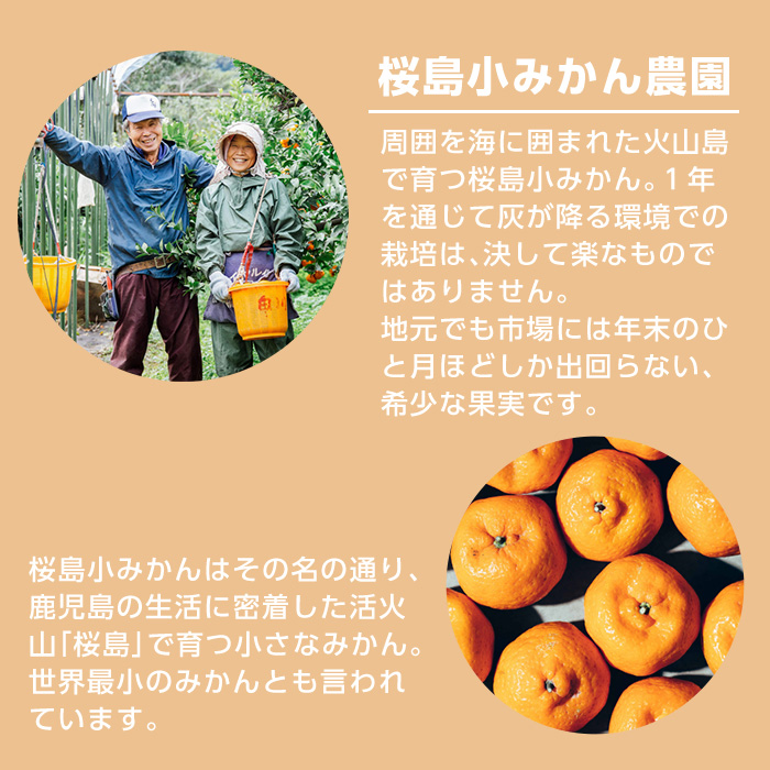 No.1352 数量限定！KOMASA GIN-桜島小みかん-ソーダ缶(350ml×24本) 