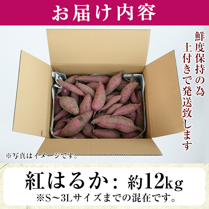 No.560-B ＜訳あり・不揃い＞鹿児島県日置市産さつまいも！