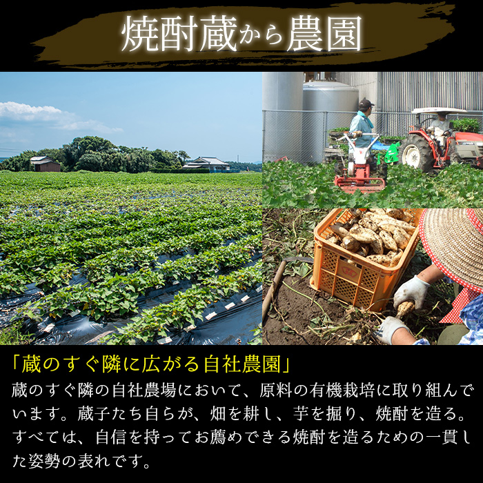 No.656 ＜本格芋焼酎＞南国酒造・女性にオススメmimi＆MARCOセ