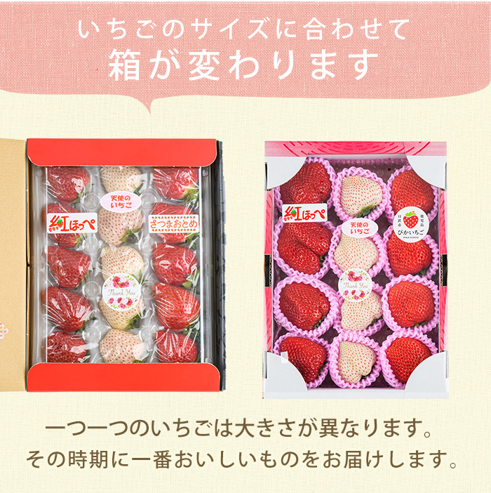 No.778 ＜先行予約受付中！＞3品種いちごの食べ比べセット(