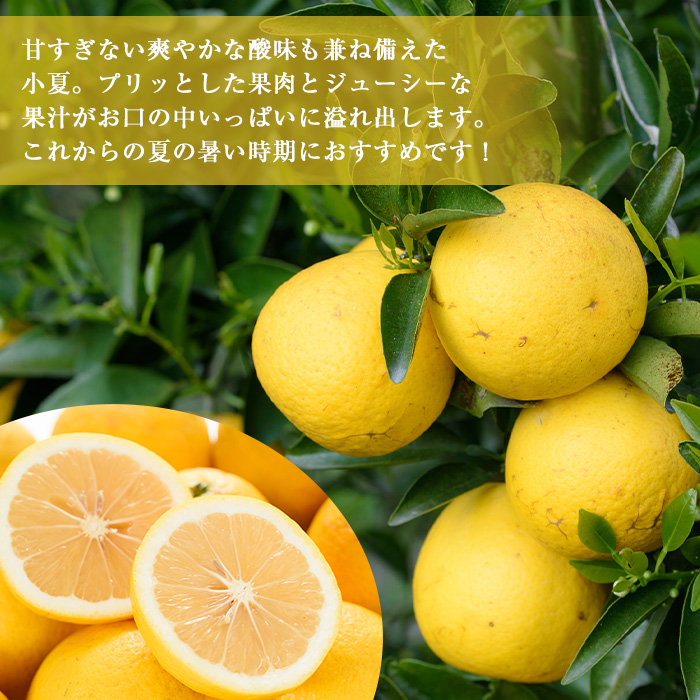 No. 221 ＜先行予約受付中！3月下旬～5月上旬までの間に発送