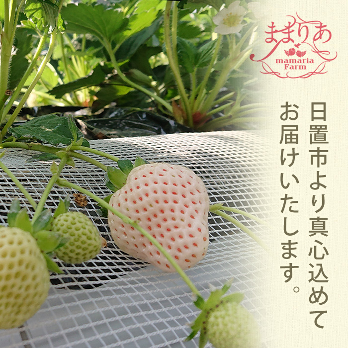 No.1139 ＜先行予約受付中！＞白いちご エンジェルエイト(約6