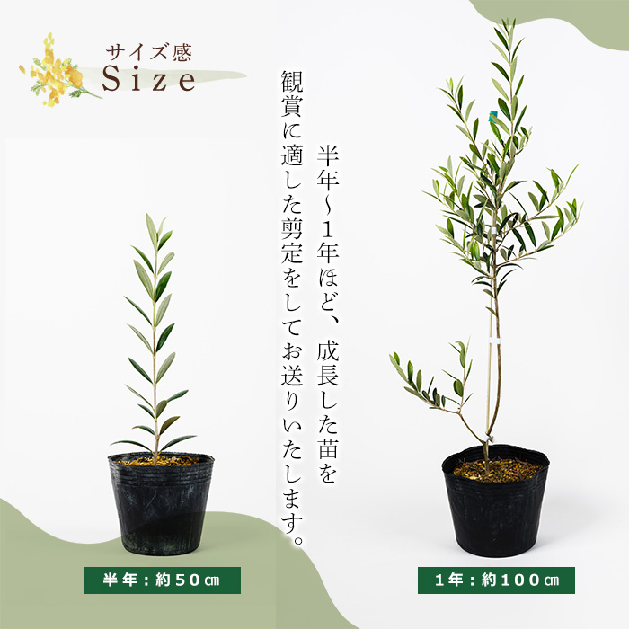 No.1253 ＜数量限定＞オリーブの苗(1本)鹿児島県産 苗 観葉植