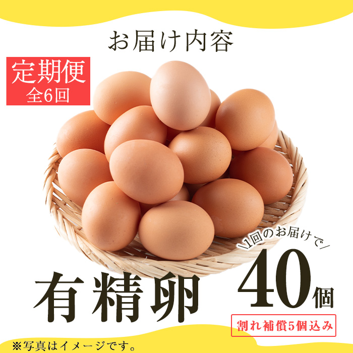No.781 ＜定期便・全6回＞鹿児島県産有精卵(40個×6回連続) 割