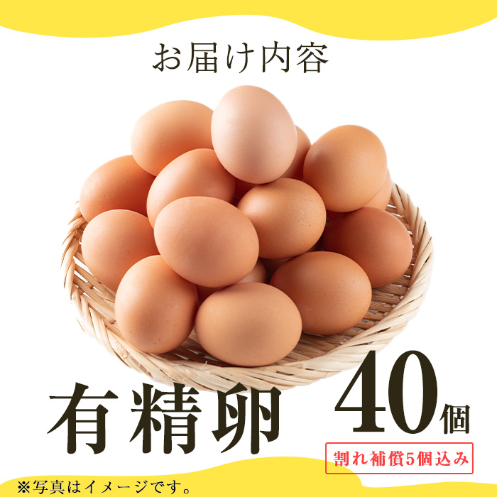 No.782 鹿児島県産有精卵(40個・ 割れ保証込み) 国産 鹿児島県