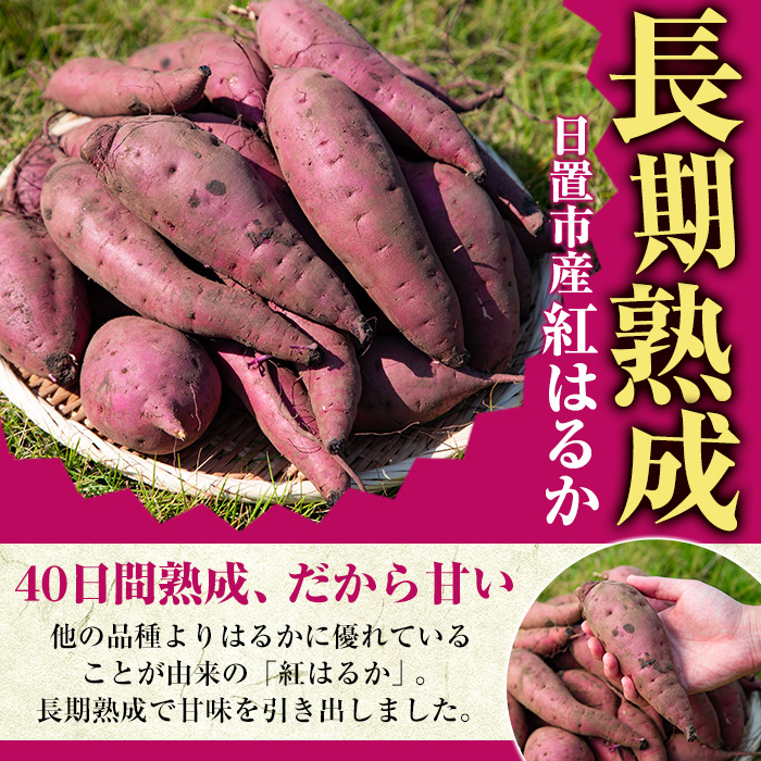 No.560-C ＜訳あり・不揃い＞鹿児島県日置市産さつまいも！