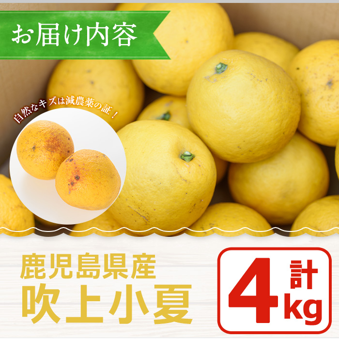 No. 221 ＜先行予約受付中！3月下旬～5月上旬までの間に発送