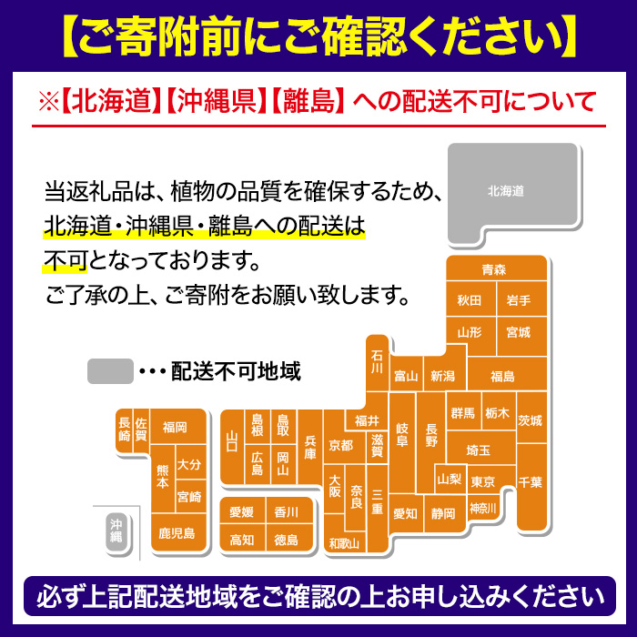 No.1253 ＜数量限定＞オリーブの苗(1本)鹿児島県産 苗 観葉植
