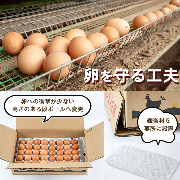 No.779 ＜全6回・定期便＞鹿児島県産美山オリーブ卵(40個×6回