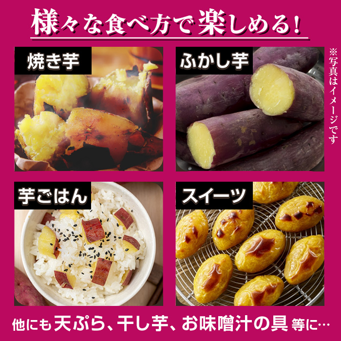 No.560-C ＜訳あり・不揃い＞鹿児島県日置市産さつまいも！