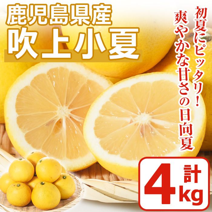 No. 221 ＜先行予約受付中！3月下旬～5月上旬までの間に発送