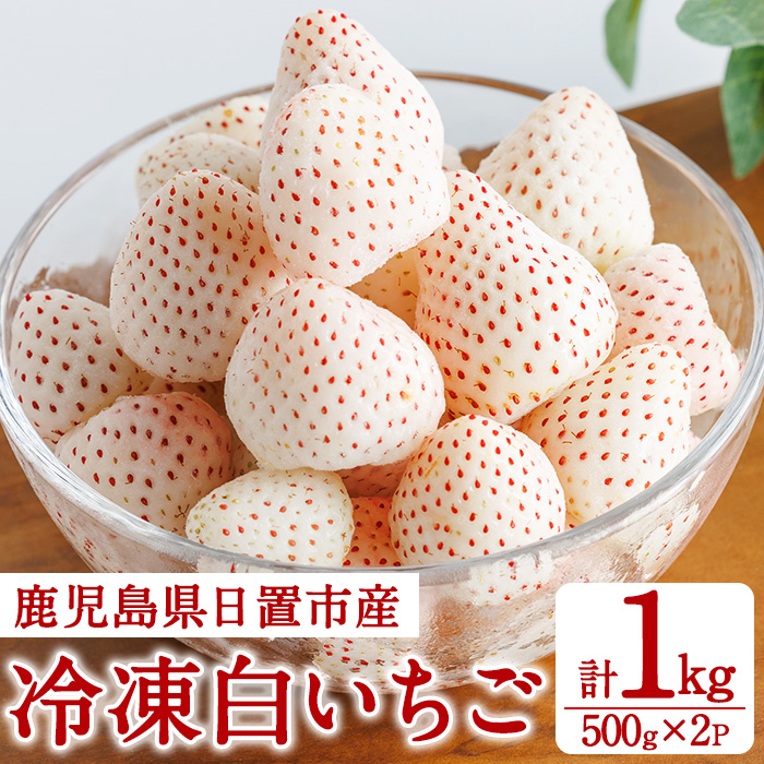 No.646-B 冷凍白いちご(約500g×2袋・計約1kg) 鹿児島 日置市 加