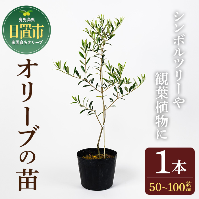 No.1253 ＜数量限定＞オリーブの苗(1本)鹿児島県産 苗 観葉植