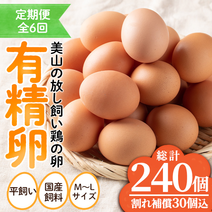No.781 ＜定期便・全6回＞鹿児島県産有精卵(40個×6回連続) 割