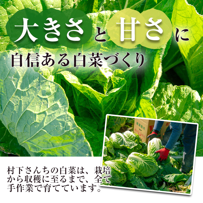 ≪期間限定≫村下さんちの白菜(約3kg×2個) 白菜 はくさい 野菜【曽於市観光協会】A1019 計2個