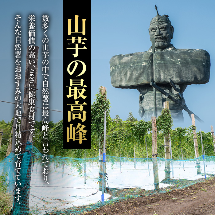 ≪期間限定≫鹿児島県産自然薯1.8kg以上(１本掘り2本入り)【曽於市観光協会】A133-v01