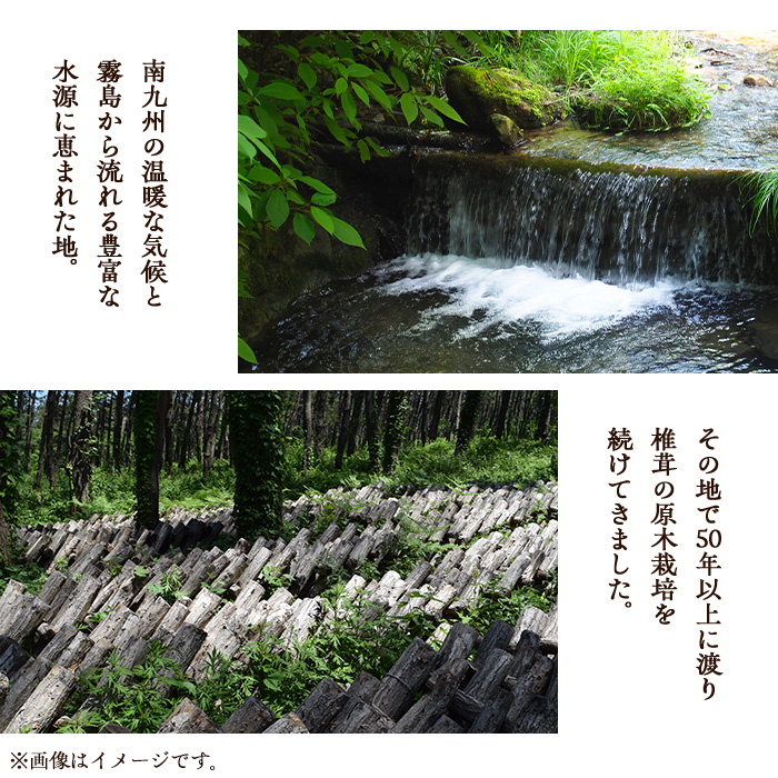 しいたけ粉末(計240g・3袋) 【九南サービス(タマチャンショップ)】A502-v01