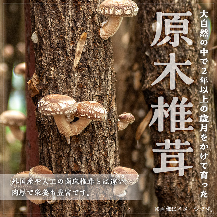 しいたけ＋しいたけ粉末＋きくらげセット(合計240g・3種)【九南サービス(タマチャンショップ)】A503-v01