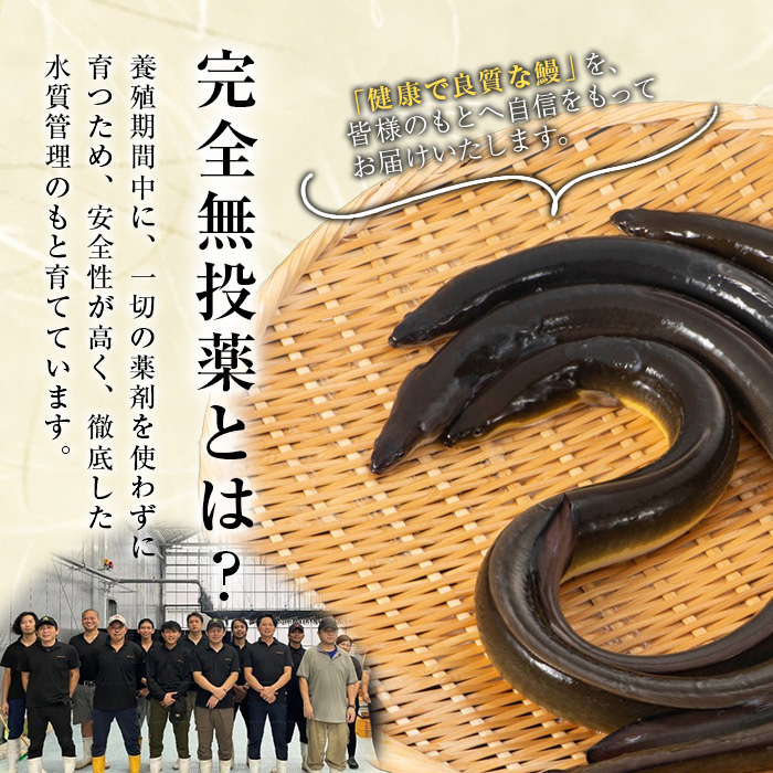 鹿児島県産うなぎ蒲焼 (1尾あたり136g～155g×10尾、タレ・山椒付き) 鰻 ウナギ うな重 ひつまぶし かばやき 九州産 国産 冷凍 【西日本養鰻】B175