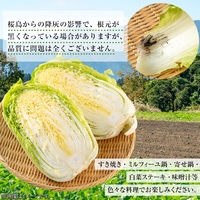 ≪期間限定≫村下さんちの白菜(約3kg×2個) 白菜 はくさい 野菜【曽於市観光協会】A1019 計2個