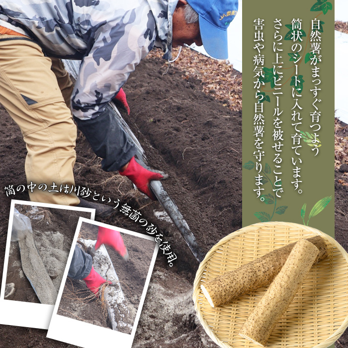 ≪期間限定≫鹿児島県産自然薯1.8kg以上(１本掘り2本入り)【曽於市観光協会】A133-v01