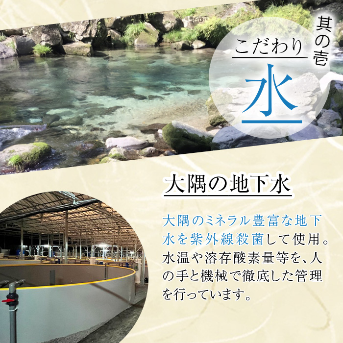 鹿児島県産うなぎきざみ蒲焼セット (200g×5袋) 鰻 ウナギ きざみ うな重 ひつまぶし かばやき 九州産 国産 冷凍 真空パックうなぎ 蒲焼き【西日本養鰻】B176