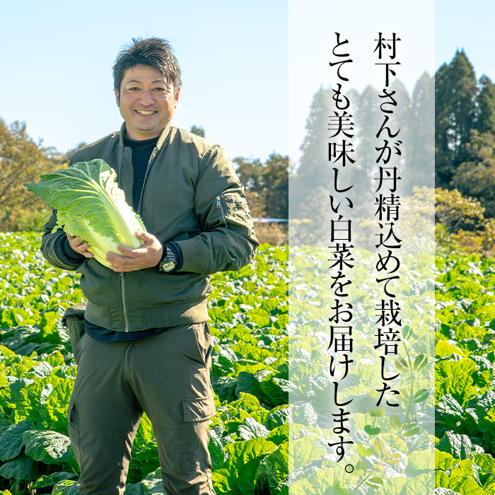 ≪期間限定≫村下さんちの白菜(約3kg×2個) 白菜 はくさい 野菜【曽於市観光協会】A1019 計2個