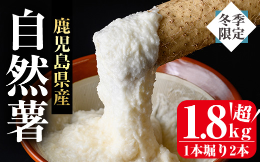 ≪期間限定≫鹿児島県産自然薯1.8kg以上(１本掘り2本入り)【曽於市観光協会】A133-v01