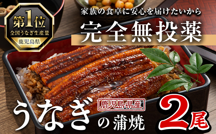 鹿児島県産うなぎ蒲焼 (1尾あたり136g～155g×2尾、タレ・山椒付き) 鰻 ウナギ うな重 ひつまぶし かばやき 九州産 国産 冷凍 【西日本養鰻】A582