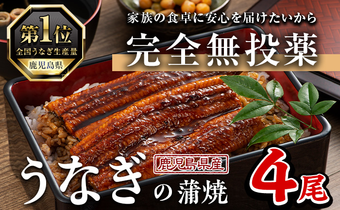 鹿児島県産うなぎ蒲焼 (1尾あたり136g～155g×4尾、タレ・山椒付き) 鰻 ウナギ うな重 ひつまぶし かばやき 九州産 国産 冷凍 【西日本養鰻】A584